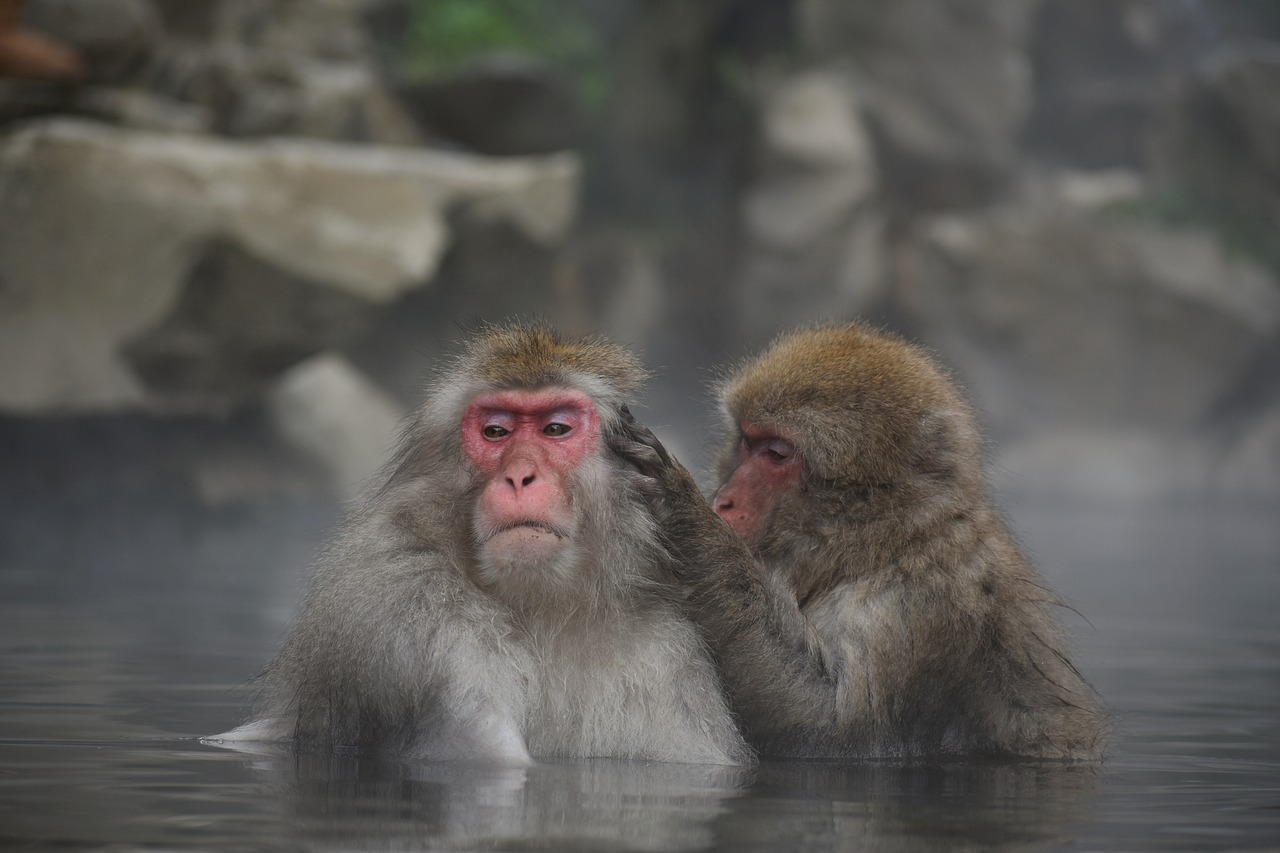 温泉で温まる猿の画像