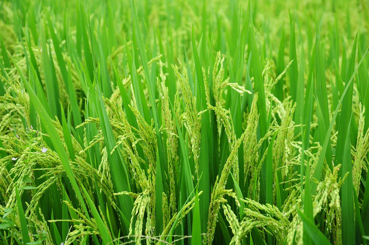 青々と実る稲の画像